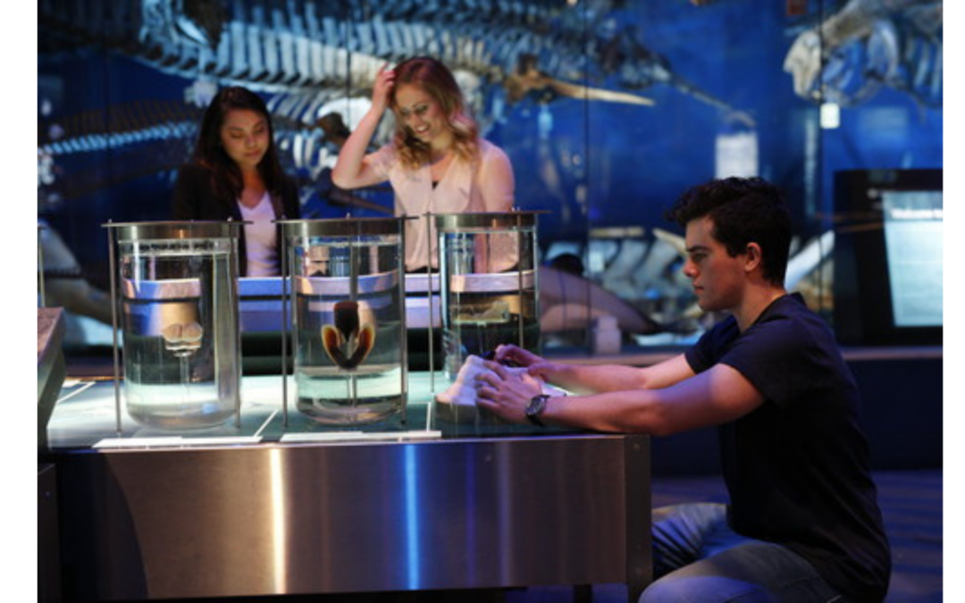 DIVE IN AND DISCOVER OUR MARINE WORLD